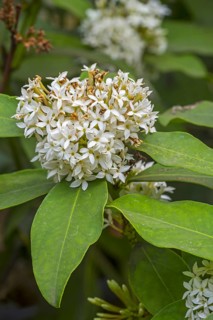 African wintersweet