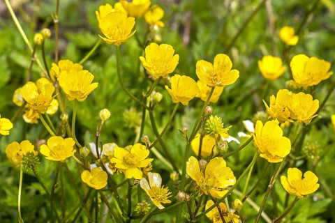 Creeping buttercup