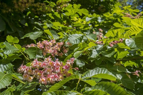 Red horse-chestnut
