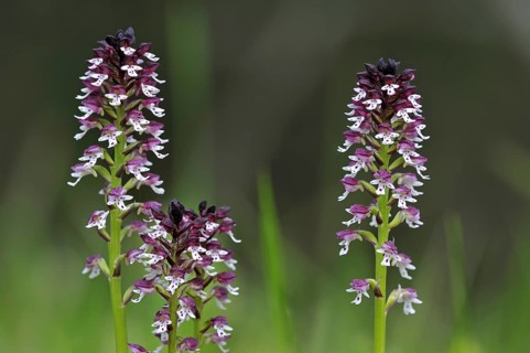 Burnt orchids in flower