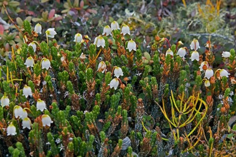 Clubmoss mountain heather