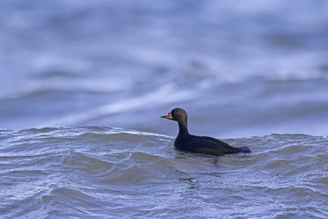 Common scoter