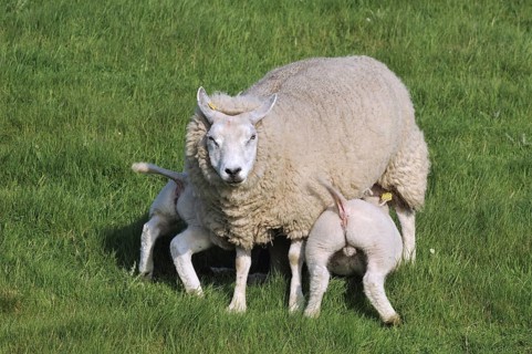 Domestic Texel sheep