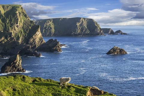 Sheep grazing along the spectacular coastline with sea cliffs and stacks