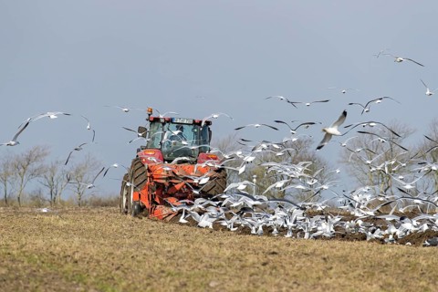 Gulls following tractor with plough