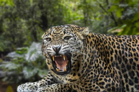 Sri Lankan leopard