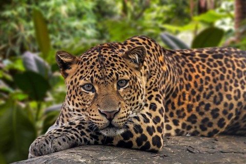 Javan leopard
