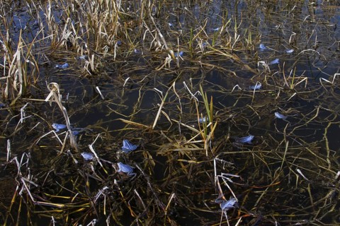 Moor Frogs
