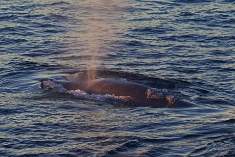 Blue whale