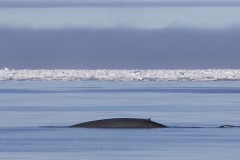 Blue whale