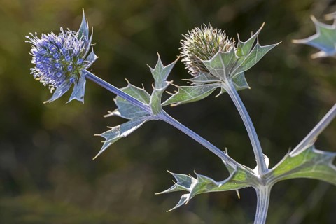 Sea holly