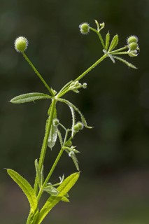 Cleavers