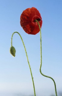 Common poppy