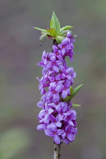 February daphne