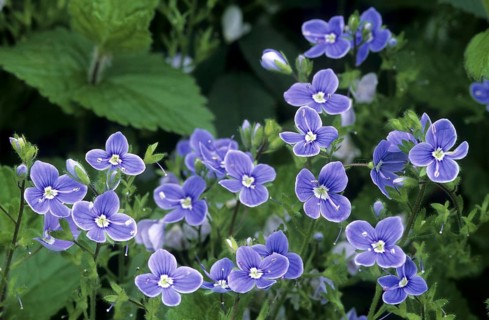 Common field-speedwell