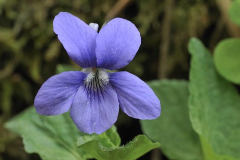 Wood violet