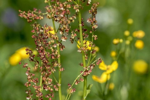 Common sorrel