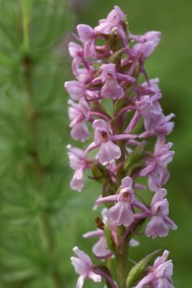 Fragrant orchid