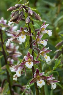 Marsh helleborine