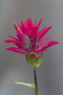 Close up of giant red Indian paintbrush
