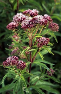 Hemp-agrimony