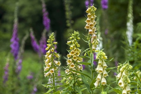 Big-flowered foxglove
