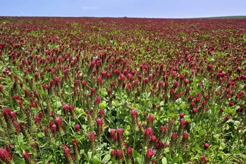 Field of Crimson clover