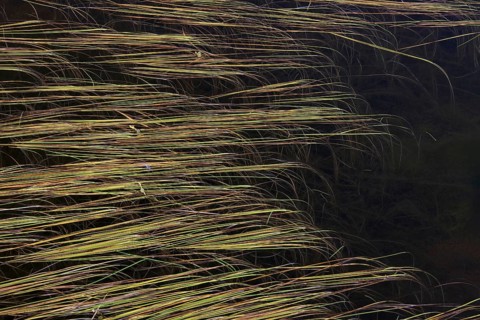 Leaves of Northern Bur-Reed