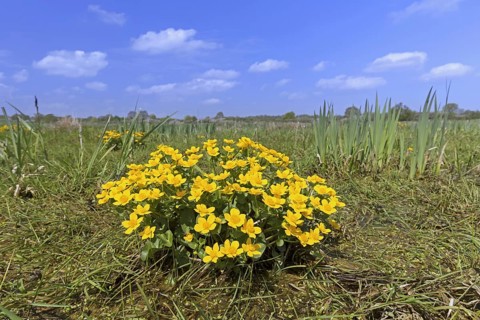 Marsh-marigold