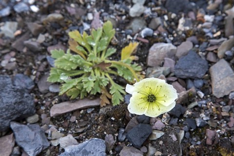 Svalbard poppy