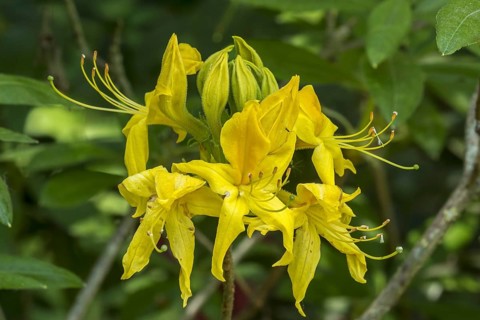 Rhododendron Marlies