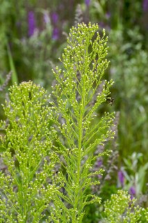 Canadian horseweed