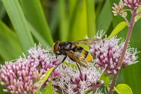 Hornet mimic hoverfly