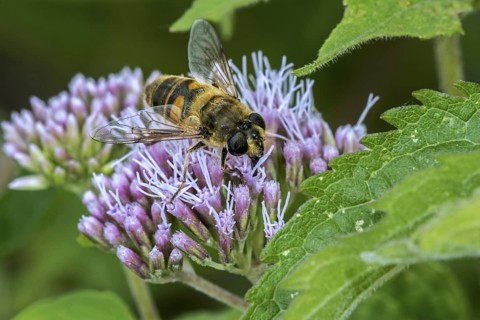 Common drone fly
