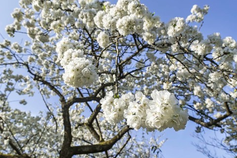 Japanese cherry