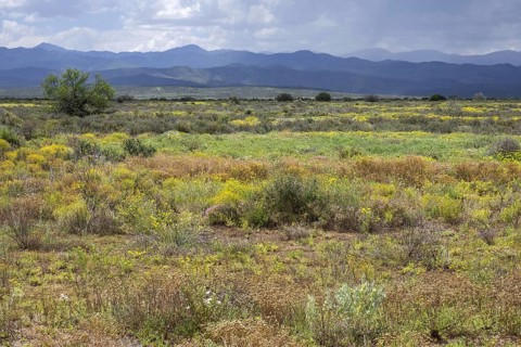 Typical Karoo vegetation along the scenic Route 62