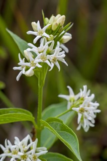 White swallow-wort
