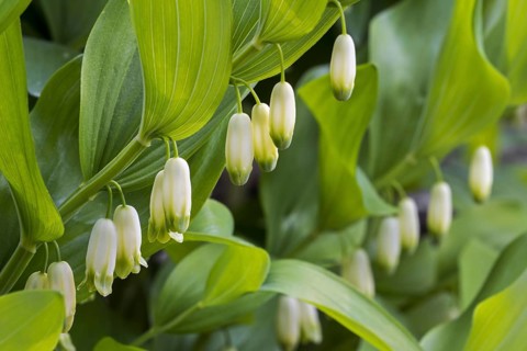 Angular Solomon's seal
