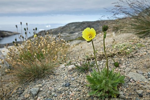 Arctic poppy