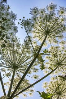Worm's-eye view of Giant hogweed