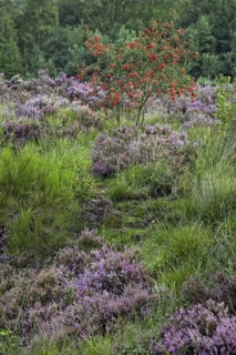 Heather flowering in heathland and rowan at the Hoge Kempen National Park