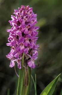 Southern Marsh Orchid
