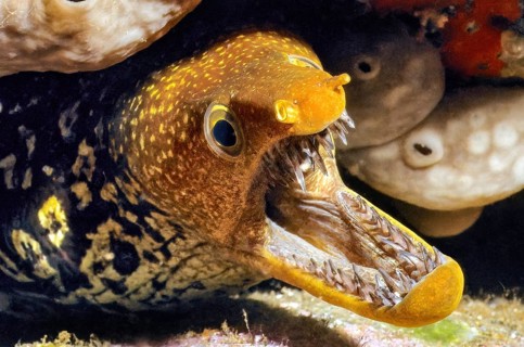 Tiger moray