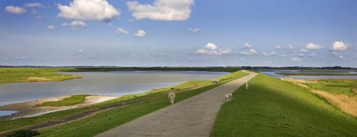 Sheep grazing on dyke in nature reserve Plan Tureluur showing Flaauwers