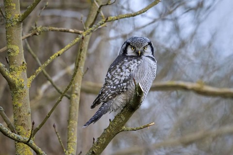 Northern hawk-owl