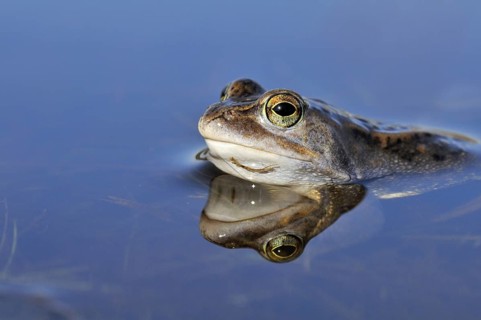 Moor Frog