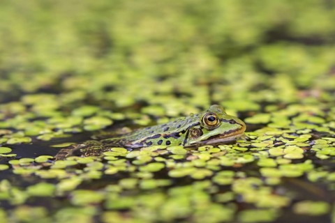Edible frog