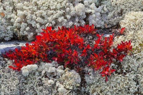 Alpine bearberry
