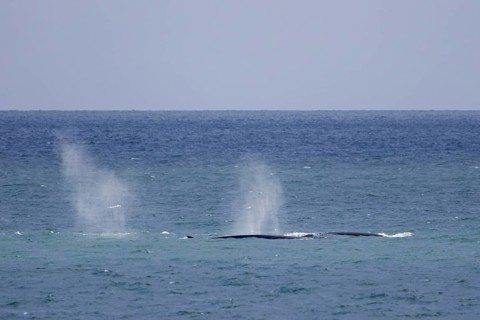 Fin whales