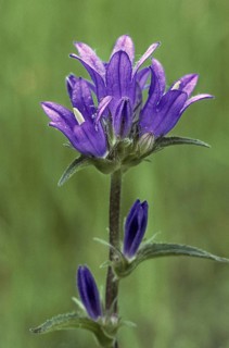 Clustered bellflower
